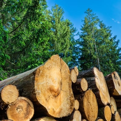 forestry
